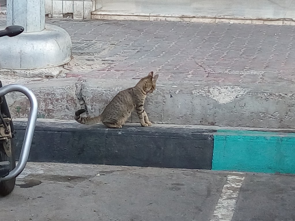 Abu Dhabi cat 
