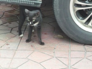 A cat in Muscat