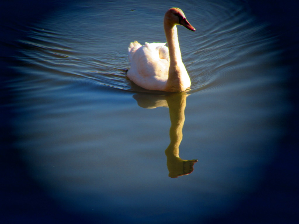 A swan in Nuremberg